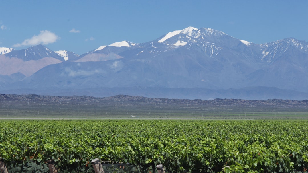 Camp de vin de Mendoza : Malbec au pied des Andes - Primitivo de la Reta 992 | Secret World Trip Planner