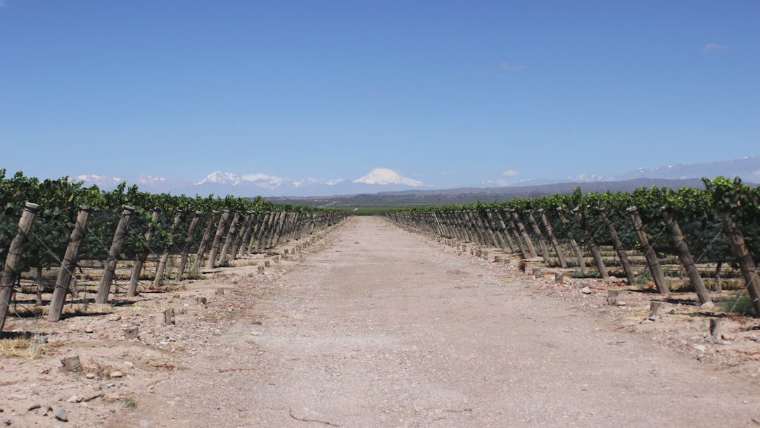Camp de vin de Mendoza : Malbec au pied des Andes - Primitivo de la Reta 992 | Secret World Trip Planner