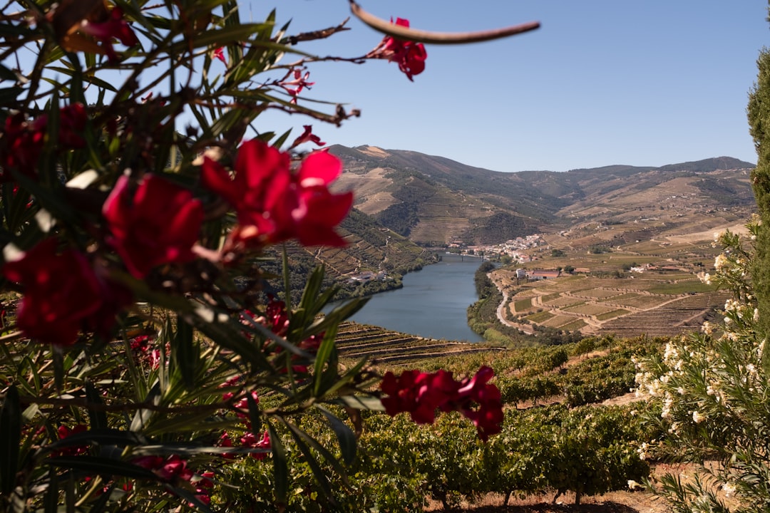 Vins du Douro : la vallée du Porto à Peso da Régua | Secret World Trip Planner
