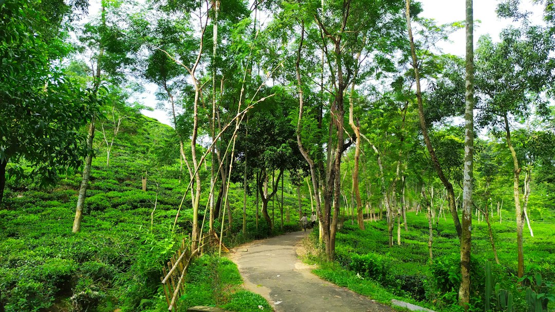 Udawatta Kele: The Royal Forest Above Kandy - Sangamitta Mawatha | Secret World Trip Planner
