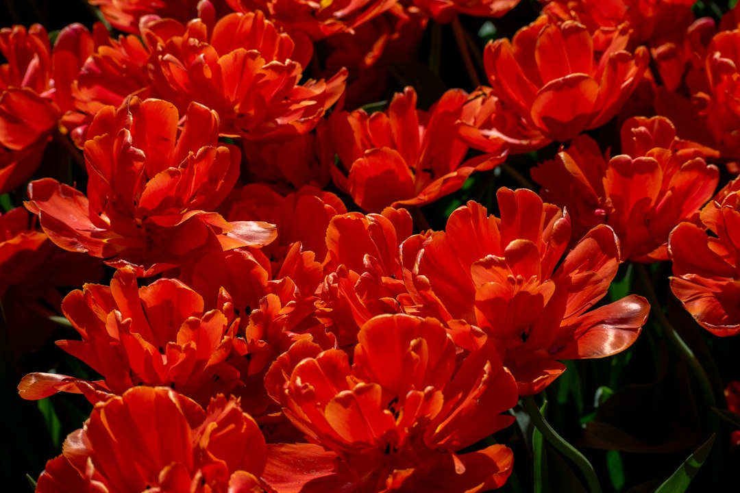 Tulip Fields at Keukenhof: Bike Through the Colors - Zilkerbinnenweg 26 | Secret World Trip Planner