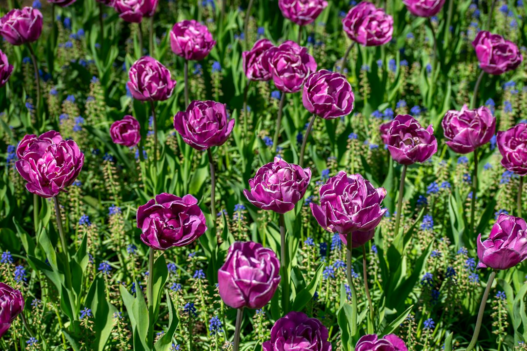 Tulipes à Keukenhof : balade à vélo parmi les couleurs - Zilkerbinnenweg 26 | Secret World Trip Planner
