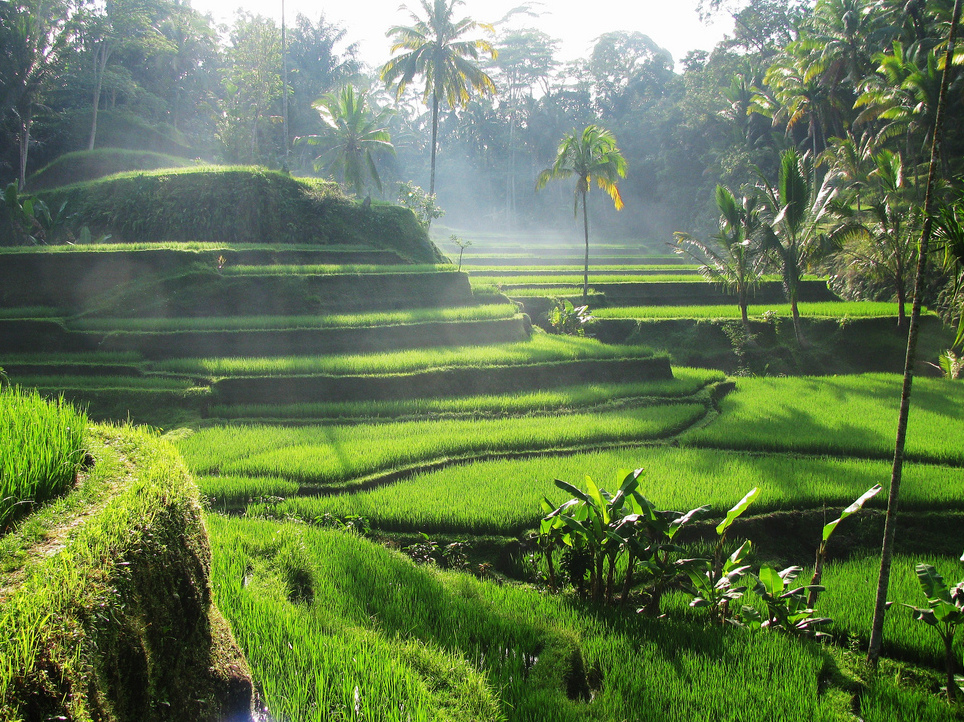 Tegallalang Rice Terraces — Kabupaten Gianyar