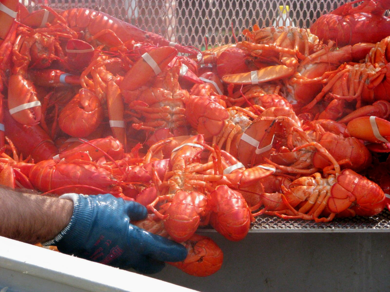Festival du homard du Maine - Rockland | Secret World Trip Planner