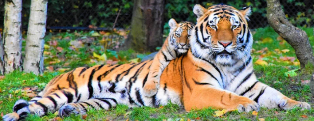 Le plus grand zoo du monde - Asheboro | Secret World Trip Planner