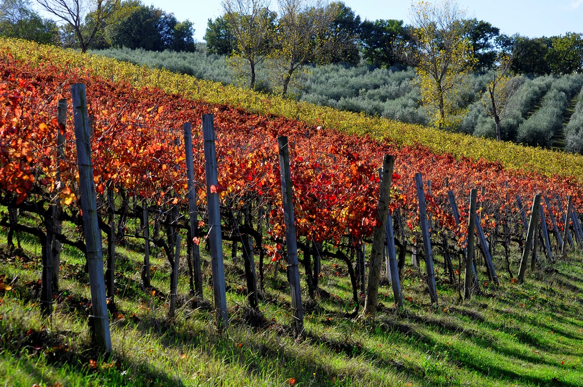 Sagrantino of Montefalco - Montefalco | Secret World Trip Planner