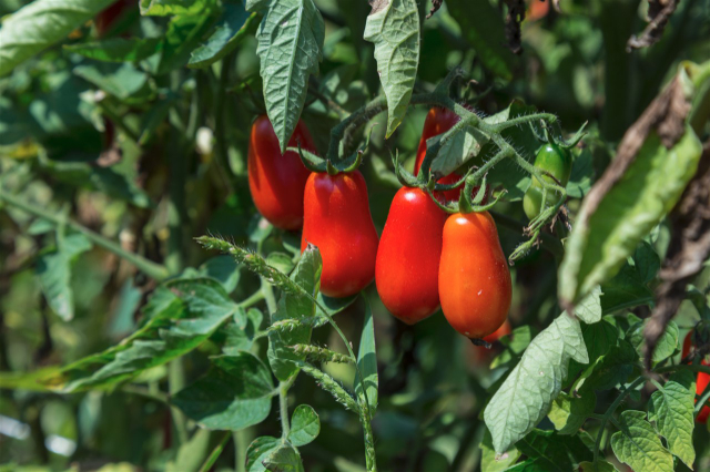 The Phlegrean cannellini cherry tomato - 11 | Secret World Trip Planner