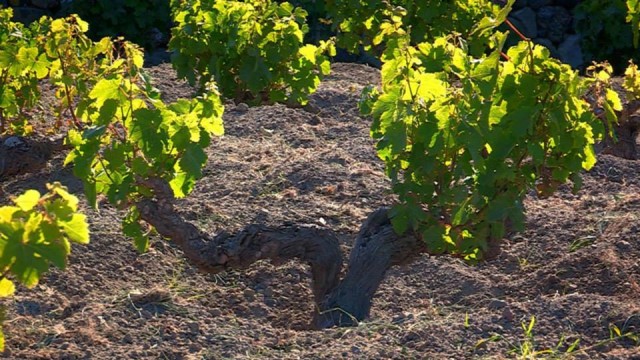 Passito di Pantelleria - Pantellerìa | Secret World Trip Planner