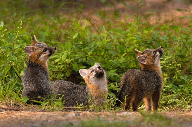 Forêt nationale d'Uwharrie - Troy | Secret World Trip Planner