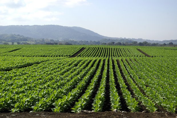 Tobacco, the black gold of Campania - Benevento | Secret World Trip Planner
