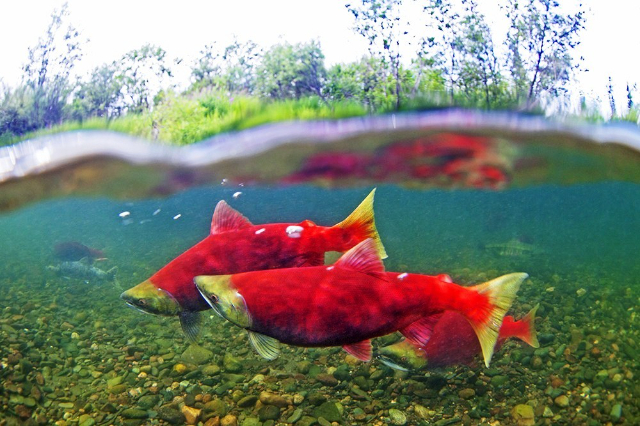 Okanagan sockeye salmon - Okanagan Lake | Secret World Trip Planner
