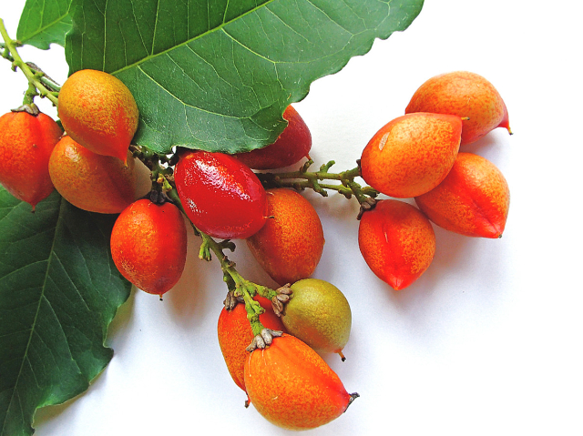 Fruits au beurre de cacahuètes - Belém | Secret World Trip Planner