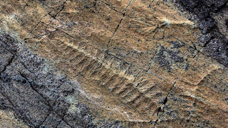Punto errato - Mistaken Point | Secret World Trip Planner