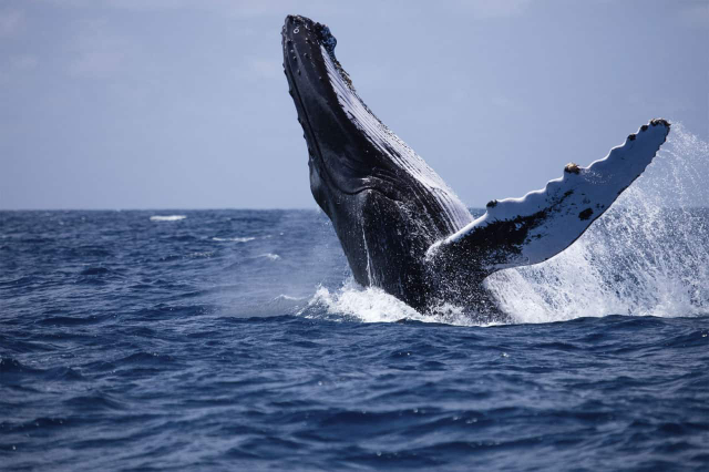 Observation des baleines à Mirissa - Mirissa | Secret World Trip Planner