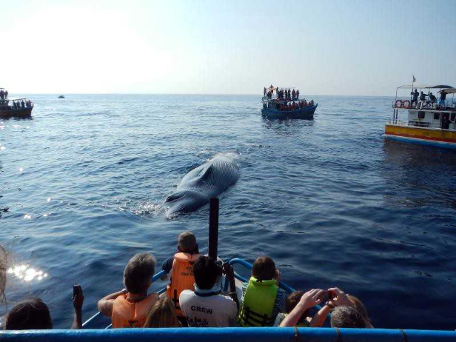 Observation des baleines à Mirissa - Mirissa | Secret World Trip Planner