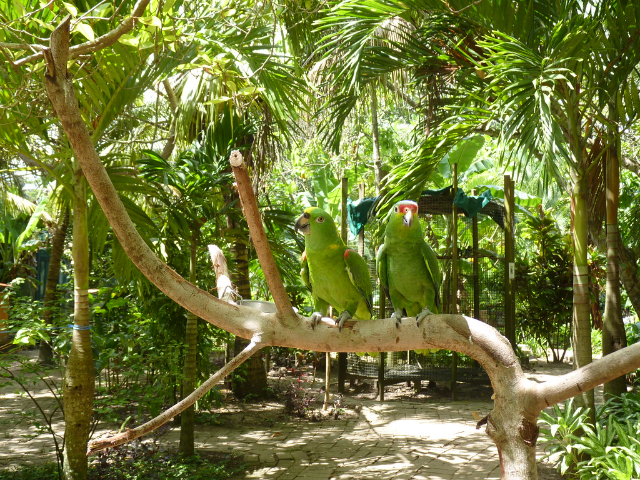 Roatan Butterfly Garden — West End