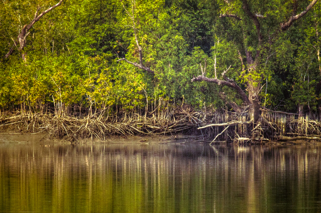 La foresta di riserva di Sundarbans (SRF) | Secret World Trip Planner