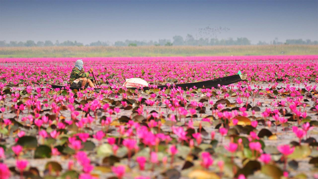 Il vibrante spettacolo della fioritura delle ninfee rosa acceso di Barisal - Barishal | Secret World Trip Planner