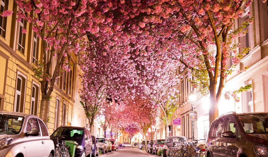 Tunnel des cerisiers en fleurs à Bonn — Bonn