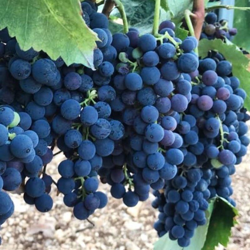 Rebsorte Nero di Troia — Troia