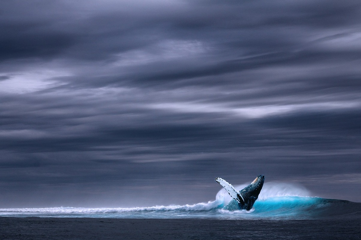 Husavik. Un des meilleurs endroits pour l'observation des baleines - Húsavík | Secret World Trip Planner