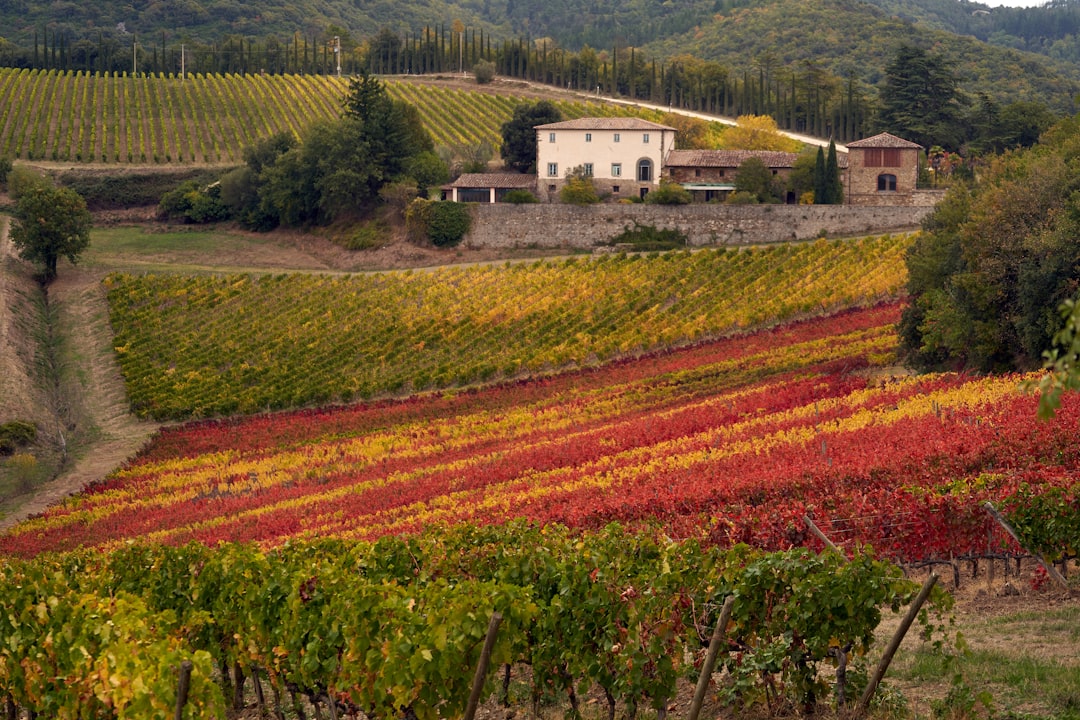 Perbukitan, desa-desa kuno dan kebun anggur, Val d'orcia - Pienza | Secret World Trip Planner