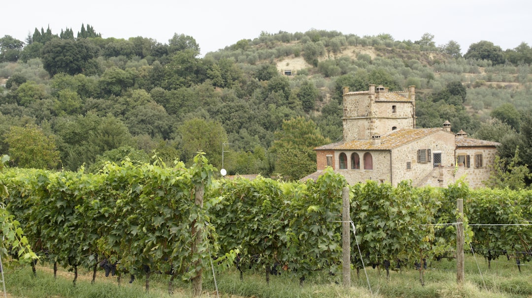 Perbukitan, desa-desa kuno dan kebun anggur, Val d'orcia - Pienza | Secret World Trip Planner