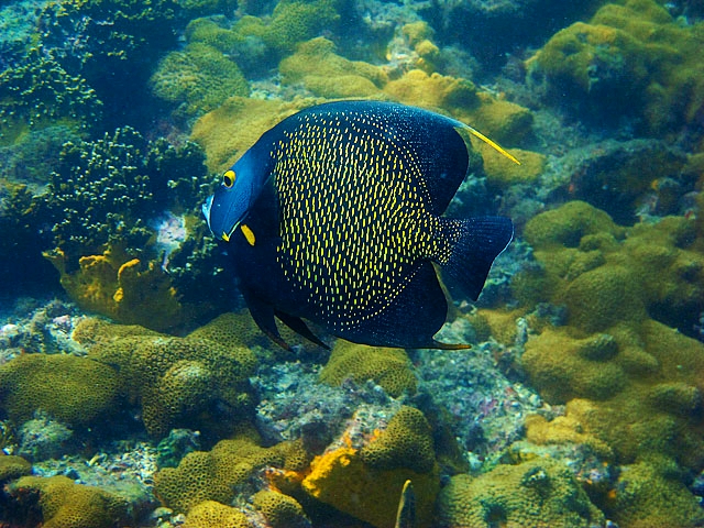 Meeresblauer Fisch - Ilhabela | Secret World Trip Planner