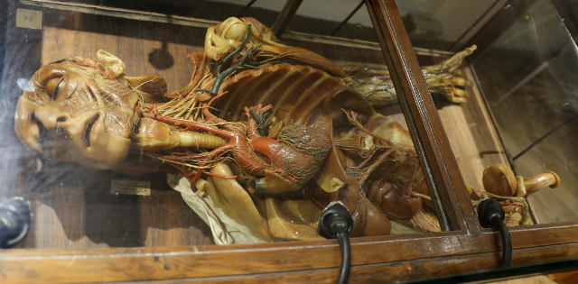 Anatomical Wax Museum - Cagliari | Secret World Trip Planner