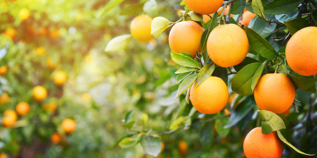 Nagpur, the City of Oranges - Nagpur | Secret World Trip Planner