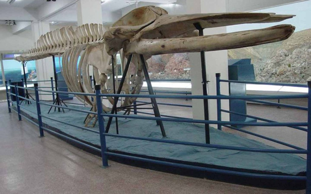 The Pakistan Museum of Natural History (PMNH) - Islamabad | Secret World Trip Planner