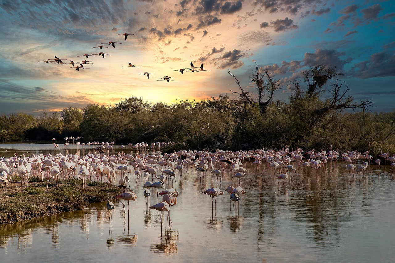 Camargue | The Largest River Delta in Western Europe - Camargue | Secret World Trip Planner