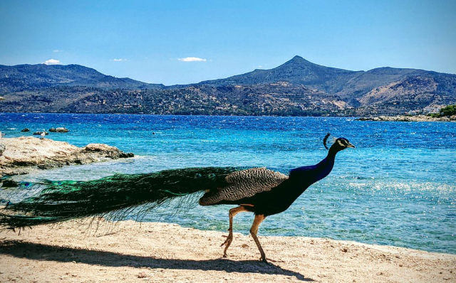 Moni Islet: Ein Stückchen unberührtes Paradies nur eine Bootsfahrt entfernt - Moni Eginas | Secret World Trip Planner