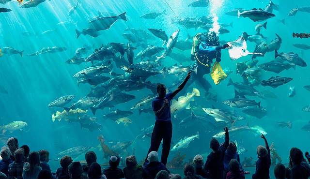 Acquario Atlantik Park - Tuenesvegen 200 | Secret World Trip Planner