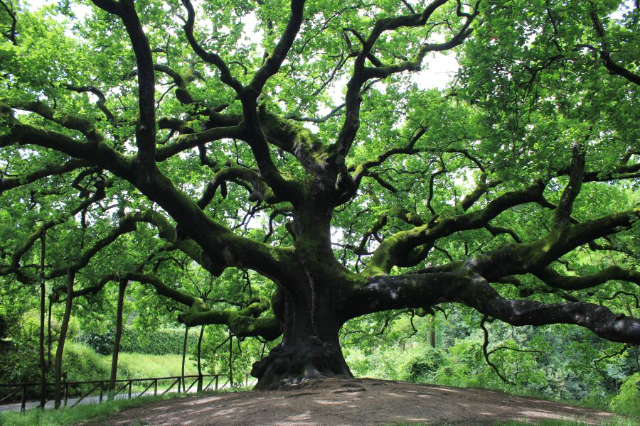 Sehrgarlar Oak - Capannori | Secret World Trip Planner