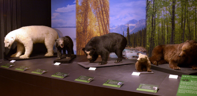 Il Museo JURASSICA - Porrentruy | Secret World Trip Planner