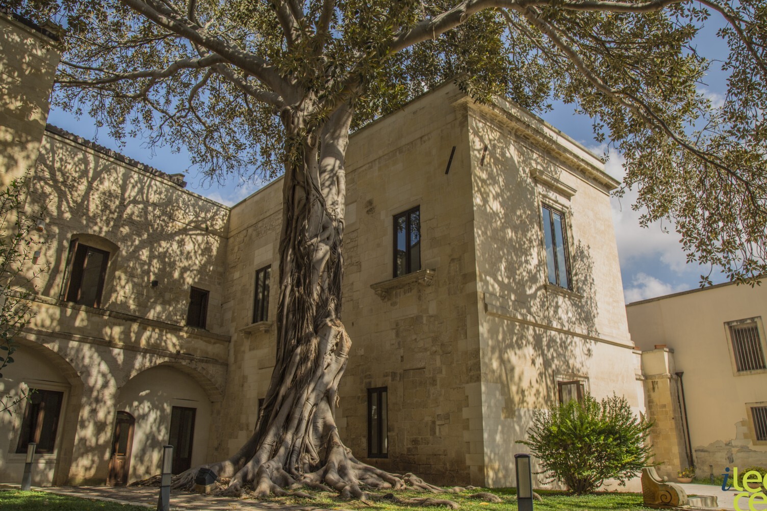 Lecce et le ficus géant — Lecce