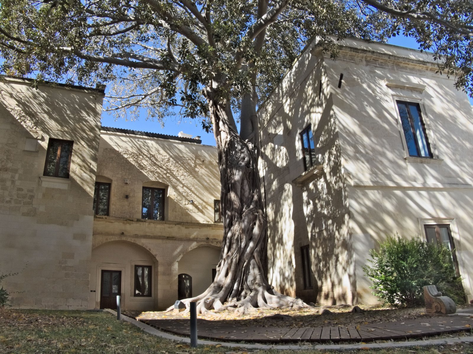 Lecce et le ficus géant - Lecce | Secret World Trip Planner