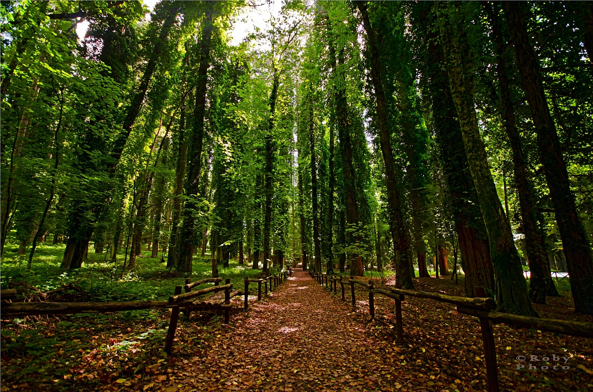 Umbra-Wald - Foresta Umbra | Secret World Trip Planner