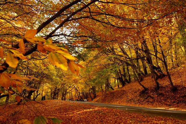 Umbra-Wald - Foresta Umbra | Secret World Trip Planner