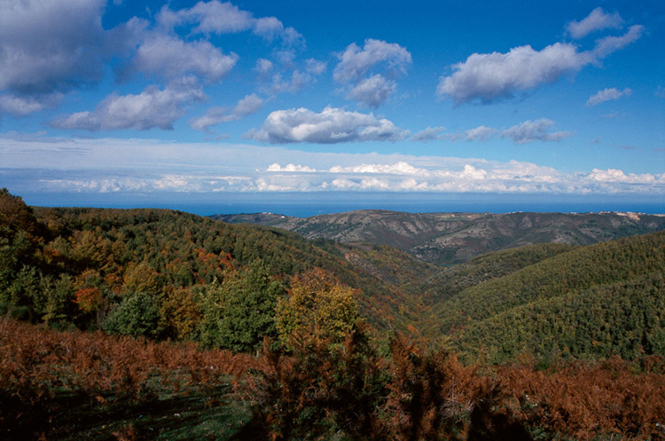 Umbra-Wald - Foresta Umbra | Secret World Trip Planner