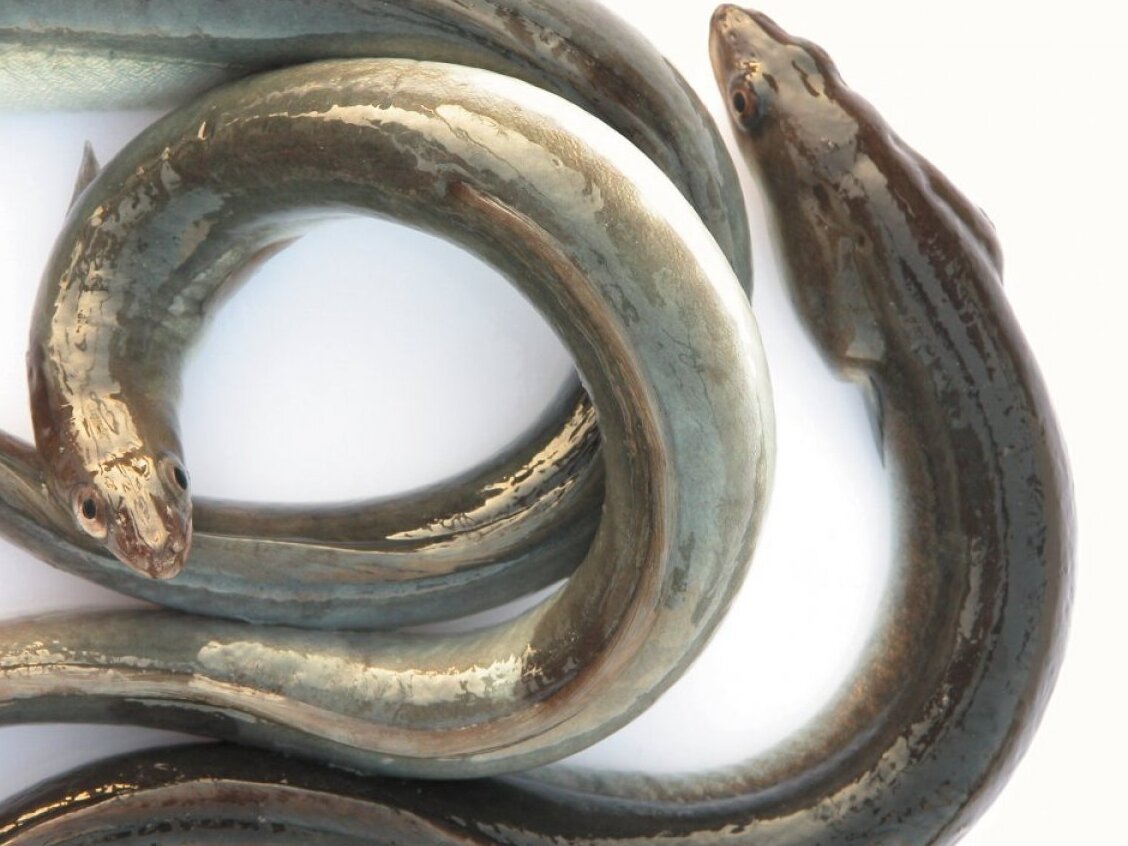 The Eels of the Comacchio Valleys — Valli Di