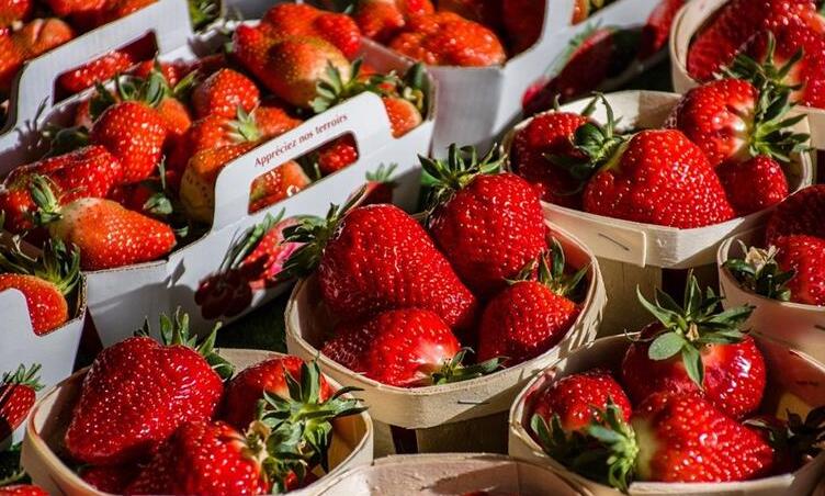 Fraise Lagosanto — Lagosanto