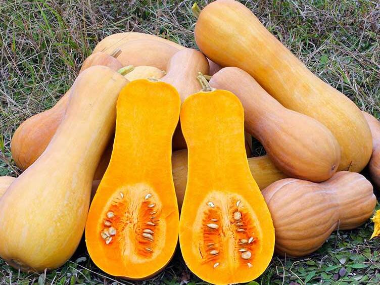 Ferrara and its famous Pumpkin Violin — Pontelangorino