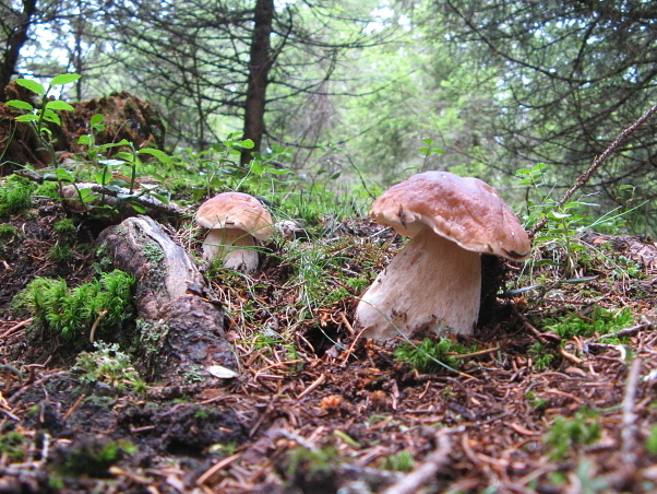 Le champignon Borgotaro IGP pousse dans les bois de Borgo Val di Taro et d'Albareto, dans la province de Pesaro. - Borgo Val di Taro | Secret World Trip Planner