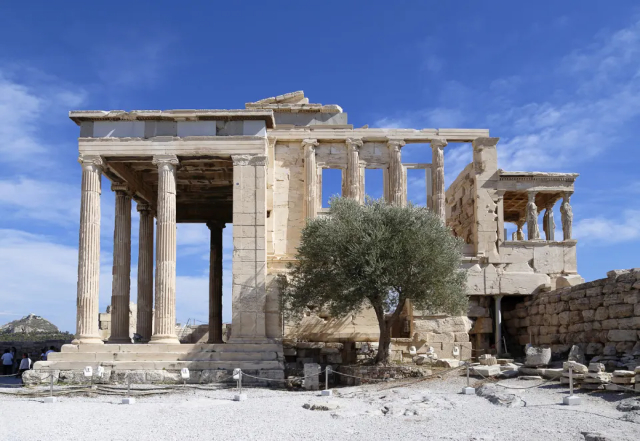L'olivier de l'Acropole — Atene